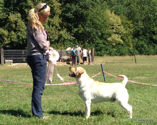 labrador novinky 2013 Queens joy